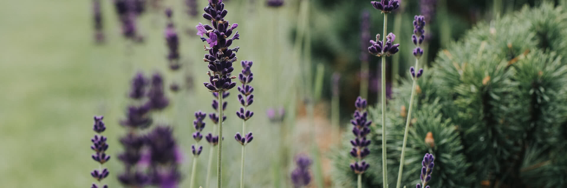 Blumen beim Tauernhof in Großarl