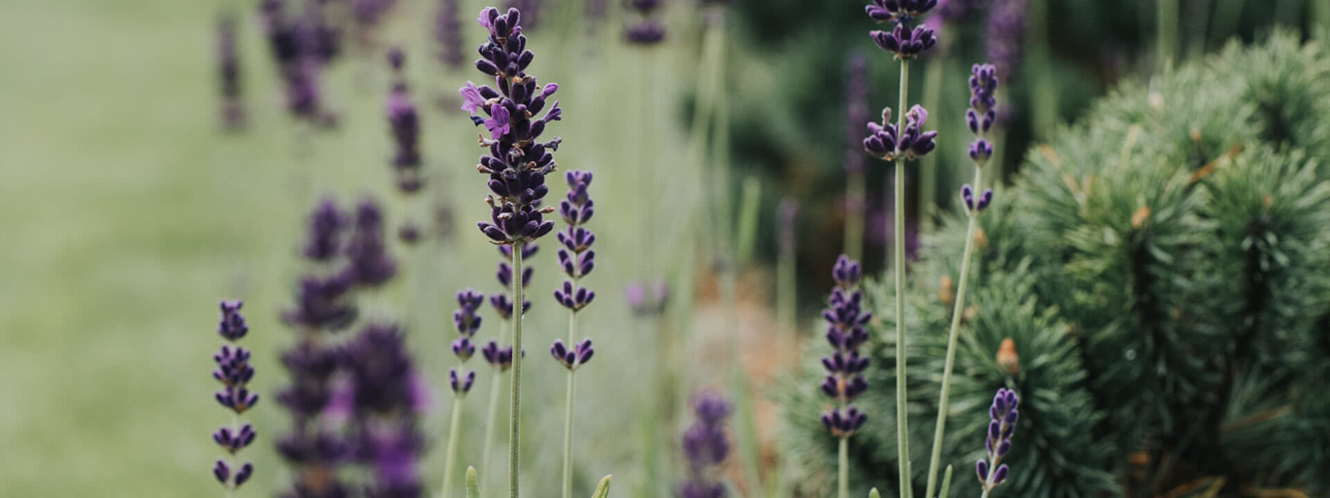 Blumen beim Tauernhof in Großarl